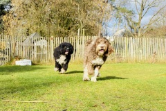 2022-01-28-Fiete-Milou
