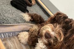 bdf97fb9-5ae0-4dd6-8cb0-d719b73d519a