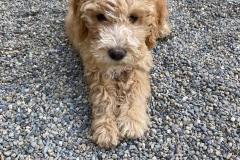 F867E9BA-AC0E-4EF3-9787-23382ACF877A