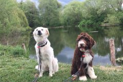 Hund 7: Lorem ipsum dolor sit amet, consectetuer adipiscing elit. Aenean commodo ligula eget dolor. Aenean massa.