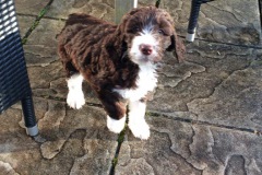 Hund 6: Lorem ipsum dolor sit amet, consectetuer adipiscing elit. Aenean commodo ligula eget dolor. Aenean massa.