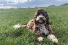 ok-UnsereHunde_Q-Hund_braun-scaled