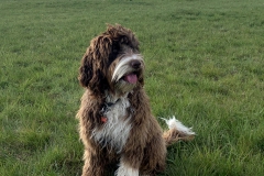 ok-UnsereHunde_Q1
